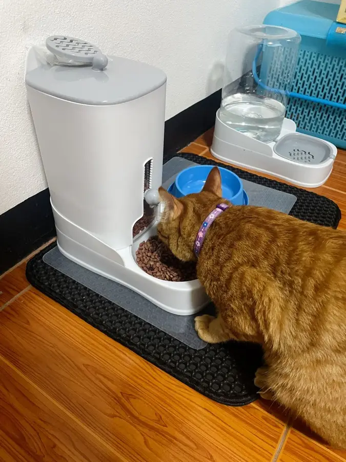 แมวกำลังกินอาหารจากเครื่องให้อาหารอัตโนมัติที่วางบนแผ่นกันมด